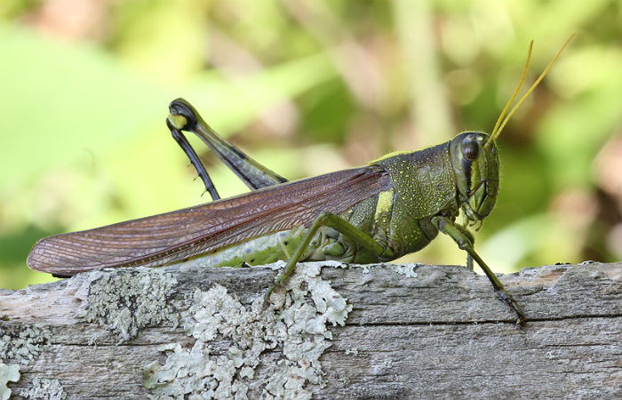 Grasshopper